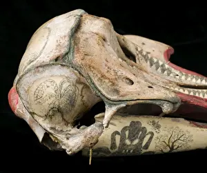 Rough-toothed dolphin skull with ink scrimshaw