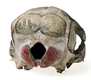 Rough-toothed dolphin skull with ink scrimshaw