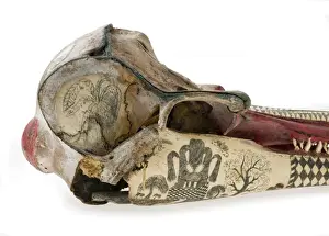 Rough-toothed dolphin skull with ink scrimshaw