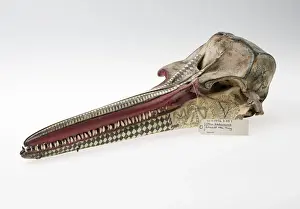Rough-toothed dolphin skull with ink scrimshaw