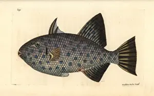 Rough triggerfish, Canthidermis maculata