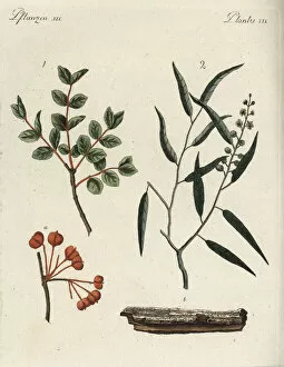 Bilderbuch Collection: Roughbark lignum-vitae and cascarilla