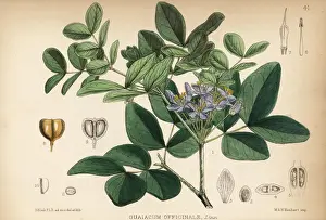 Roughbark lignum-vitae, Guaiacum officinale