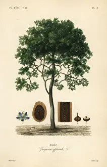 Roughbark lignum-vitae, Guaiacum officinale. Endangered