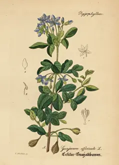 Officinale Prints: Roughbark lignum-vitae or guaiacwood, Guaiacum officinale