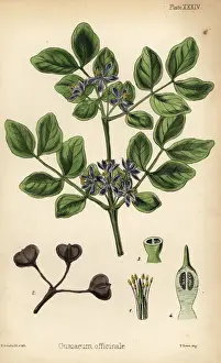 Officinale Prints: Roughbark lignum-vitae or guaiacwood, Guaiacum