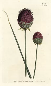 Allium Gallery: Round-headed garlic, Allium sphaerocephalon