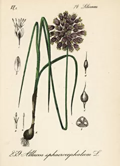 Allium Gallery: Round-headed leek or ball-head onion, Allium sphaerocephalum