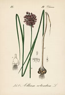 Allium Gallery: Round-headed leek or purple-flowered garlic, Allium rotundum