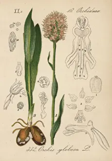 Orchis Prints: Round-headed orchid, Traunsteinera globosa