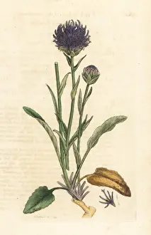 Round-headed rampion, Phyteuma orbiculare