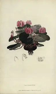 Richardmorris Prints: Round-leaved cyclamen, Cyclamen coum
