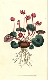 Round-leaved cyclamen, Cyclamen coum