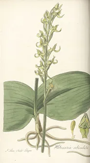 Orchid Prints: Round leaved orchid, Platanthera orbiculata