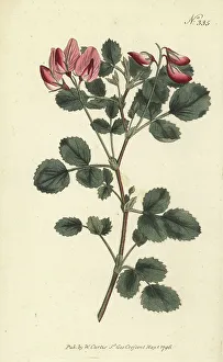 Stephen Couchman Prints: Round-leaved restharrow, Ononis rotundifolia