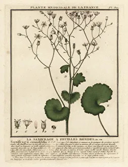 Colour Printing Prints: Round-leaved saxifrage, Saxifraga rotundifolia