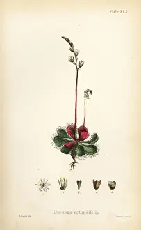 Round-leaved sundew, Drosera rotundifolia