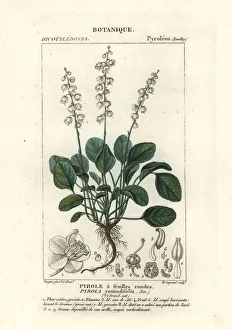 Round-leaved wintergreen, Pyrola rotundifolia