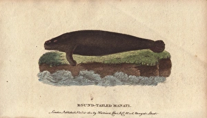 Round-tailed manati or manatee, Trichechus manati Round-tailed manati or manatee, Trichechus manati