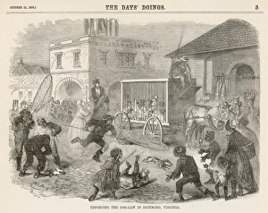 Stray Gallery: Rounding up Stray Dogs