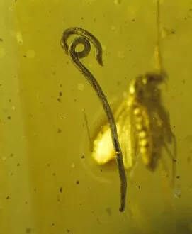 Tertiary Gallery: Roundworm in Baltic amber