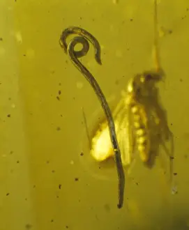 Resin Prints: Roundworm in Baltic amber