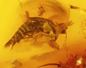 Rove beetle in amber