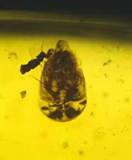 Rove beetle in amber