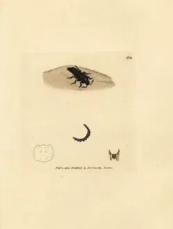 Subjects Gallery: Rove beetle, Velleius dilatatus