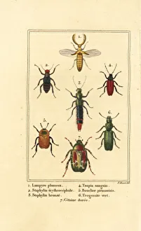 Images Dated 31st March 2020: Rove and chafer beetles