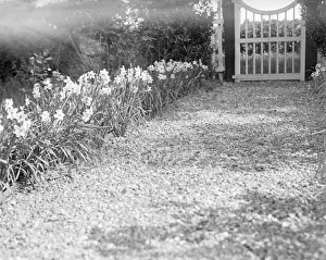 A Row of Daffodils