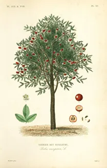 Reveil Collection: Rowan or mountain ash tree, Sorbus aucuparia