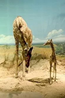 Giraffe Collection: The Rowland Ward diorama