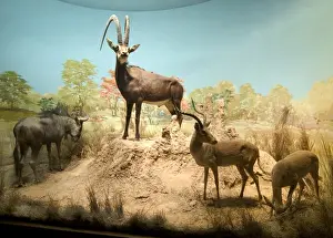 The Rowland Ward Diorama