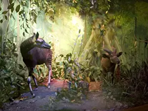 The Rowland Ward Diorama