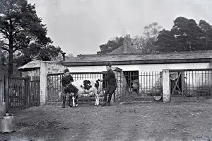 Royal Albert Orphanage, Bagshot, Surrey - farmyard and pigs