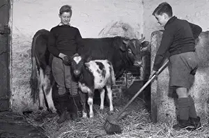 Royal Albert Orphanage, Bagshot, Surrey - cowshed