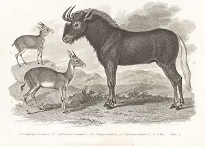 Hurst Prints: Royal antelope, bush duiker and white-tailed gnu
