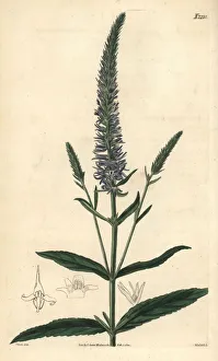 Candles Gallery: Royal candles, Veronica spicata subsp. orchidea