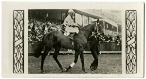 Charter Collection: Royal Charter, Australian race horse