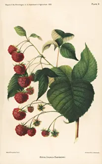 Hoen Prints: Royal Church raspberry, Rubus idaeus
