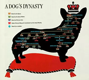 Dynasty Collection: Royal Corgi family tree