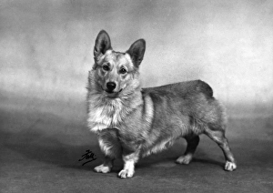 Corgis Gallery: Royal corgis - Rozavel Lucky Strike