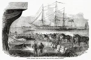 Shipped Prints: At the Royal Dockyard, Woolwich, artillery horses are shipped to the Crimea Date