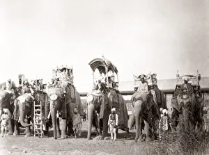 Royal elephants, ornate howdahs, mahouts, India