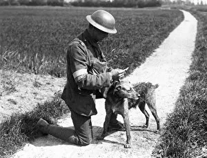 WWI Animals Gallery: Royal Engineer with messenger dog, France, WW1