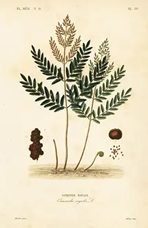 Regalis Prints: Royal fern, Osmunda regalis