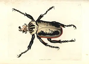 Thenaturalistsmiscellany Prints: Royal goliath beetle, Goliathus regius