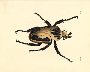 Regius Prints: Royal goliath beetle, Goliathus regius
