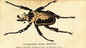 The Naturalists Pocket Magazine Prints: Royal goliath beetle, Goliathus regius